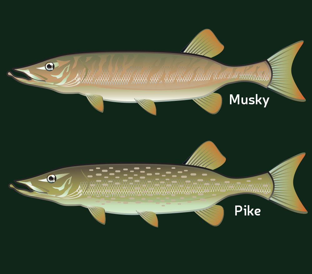 The Great Debate: Musky vs. Pike – What’s the Difference?