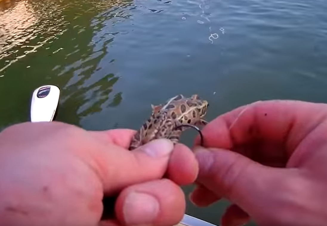 How to Fish with Live Frogs