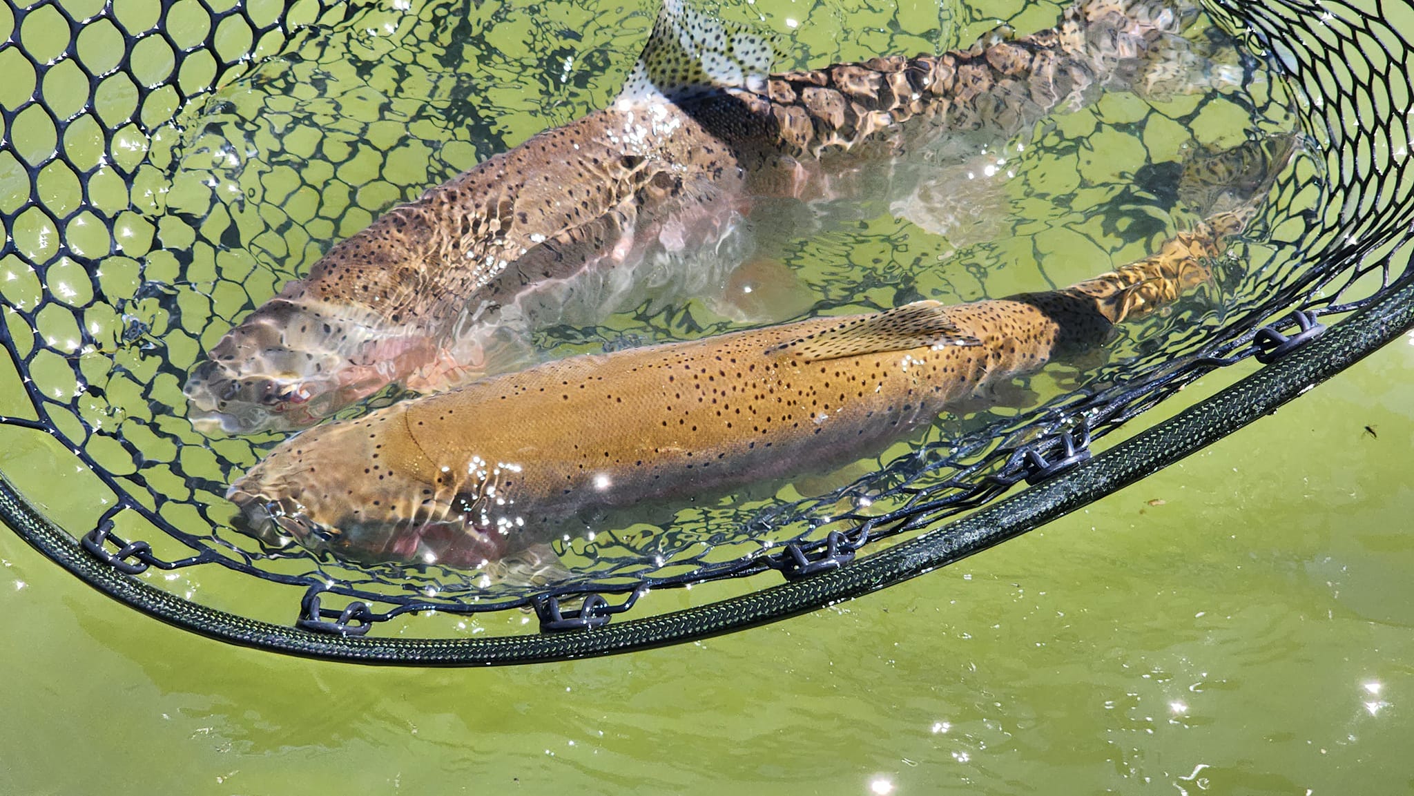 Trout Fishing on Miracle Mile